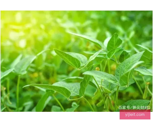 51大豆行情网仙踪林，背后隐藏的行业秘密大揭秘！ 